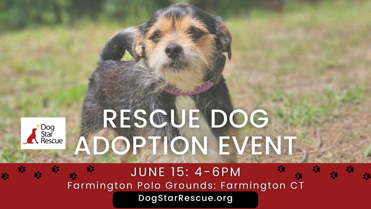 Adopt a Rescue Dog in Farmington CT