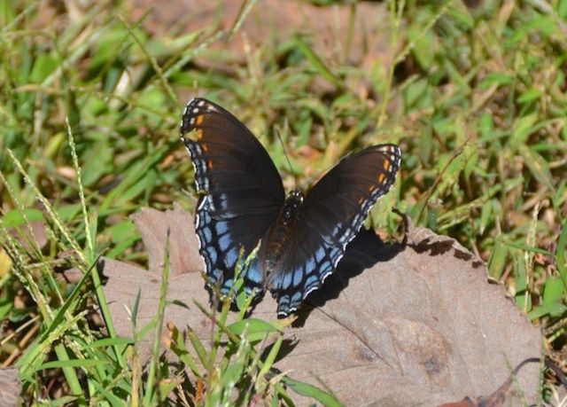 Butterfly Walk (8 and up)