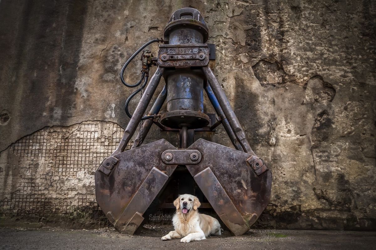 Fotowalk Industrial Dog