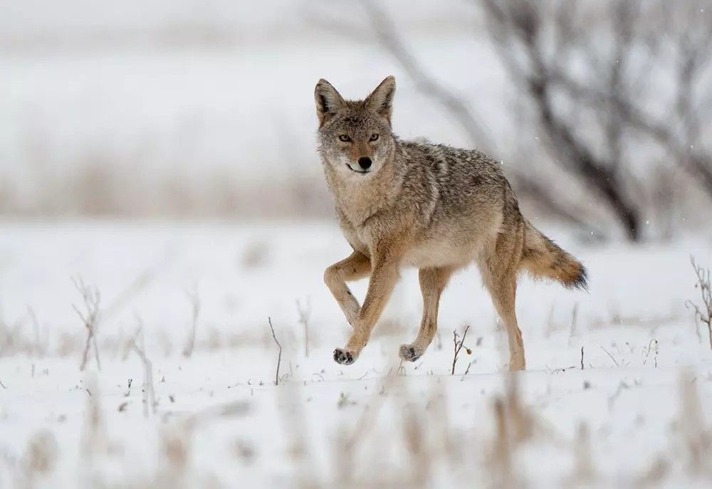 Dog Days Coyote Derby 2024