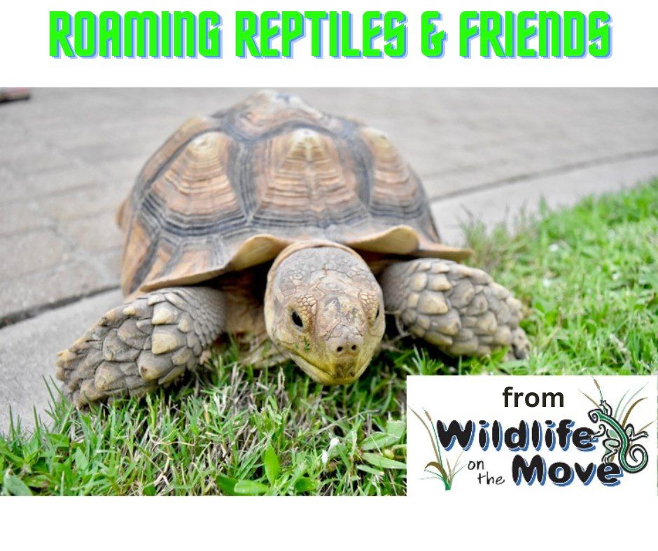 Wildlife On The Move Presents Roaming Reptiles & Friends at Movies In The Park (The Colony, TX)