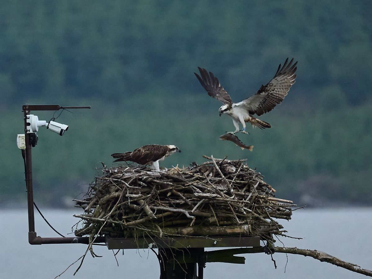 Let's get excited about ospreys!