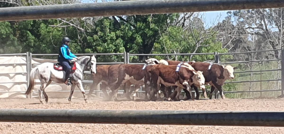 WELD 2 DAY CATTLE CLINIC (Dec 2024)