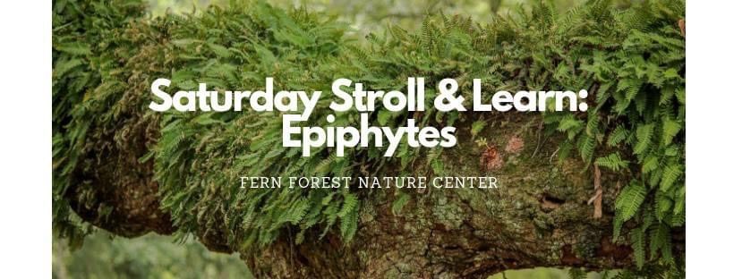 Saturday Stroll and Learn: Epiphytes