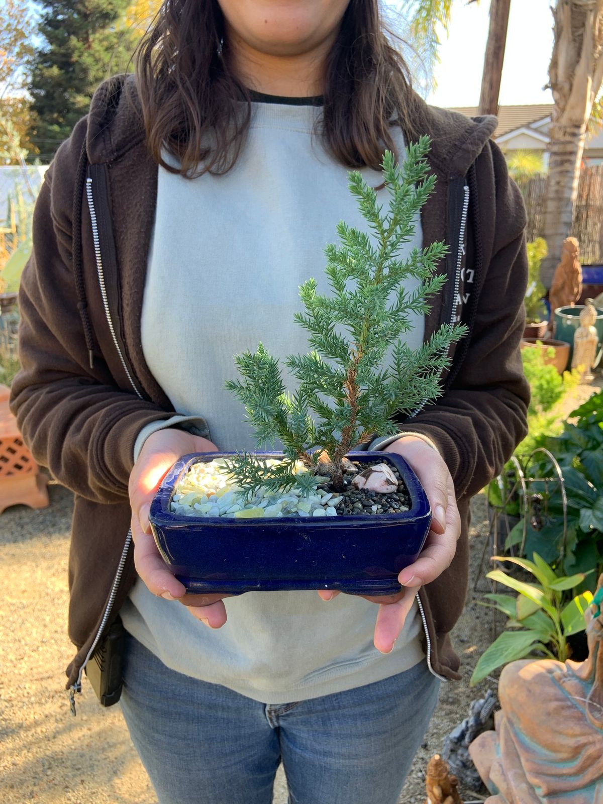 Bonsai for Beginners Workshop 