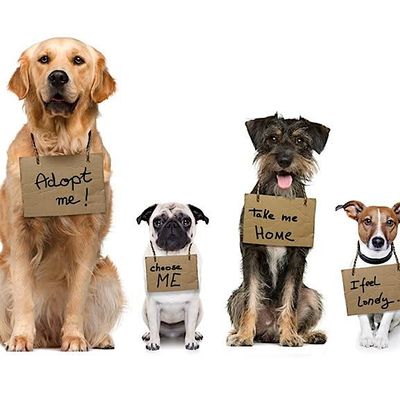 ROTARY CLUB OF PET RESCUES ORLANDO