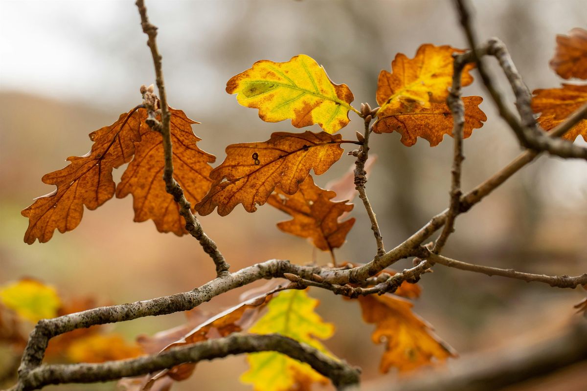 Winter crafts and a stroll at dusk