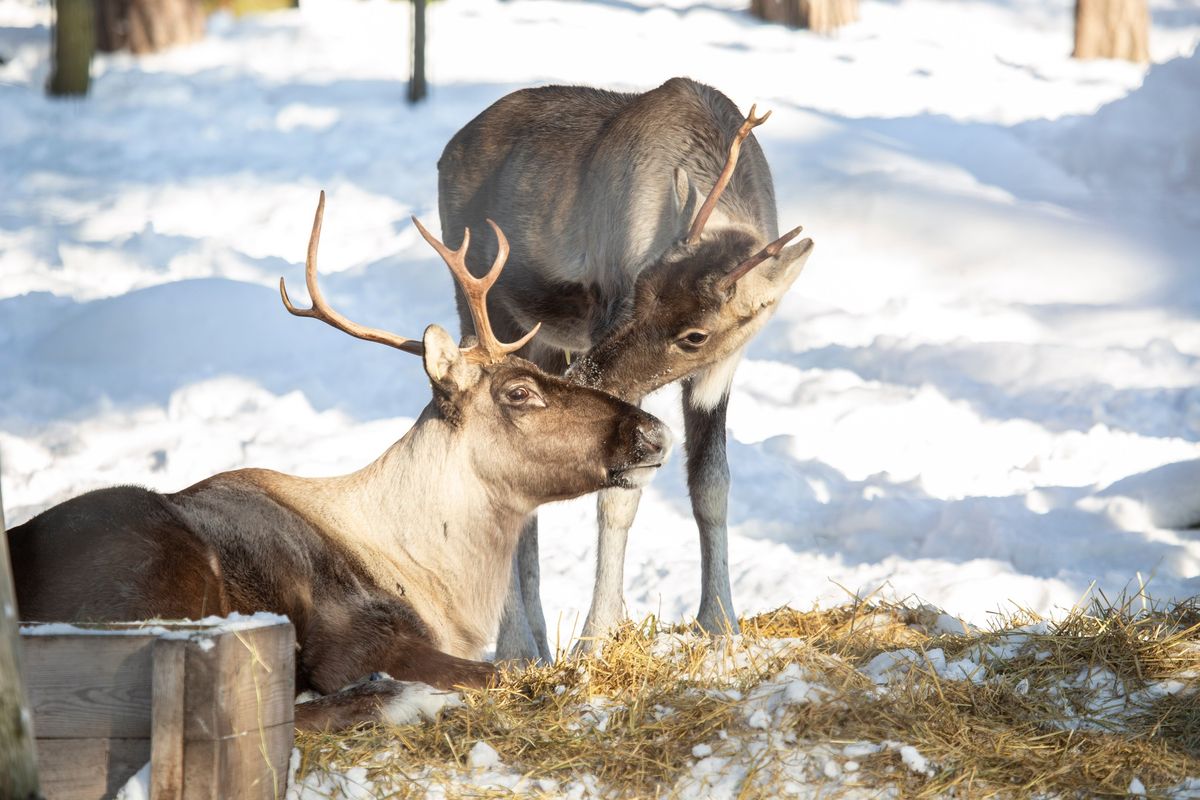 Korkeasaaren helmikuun ilmaisp\u00e4iv\u00e4