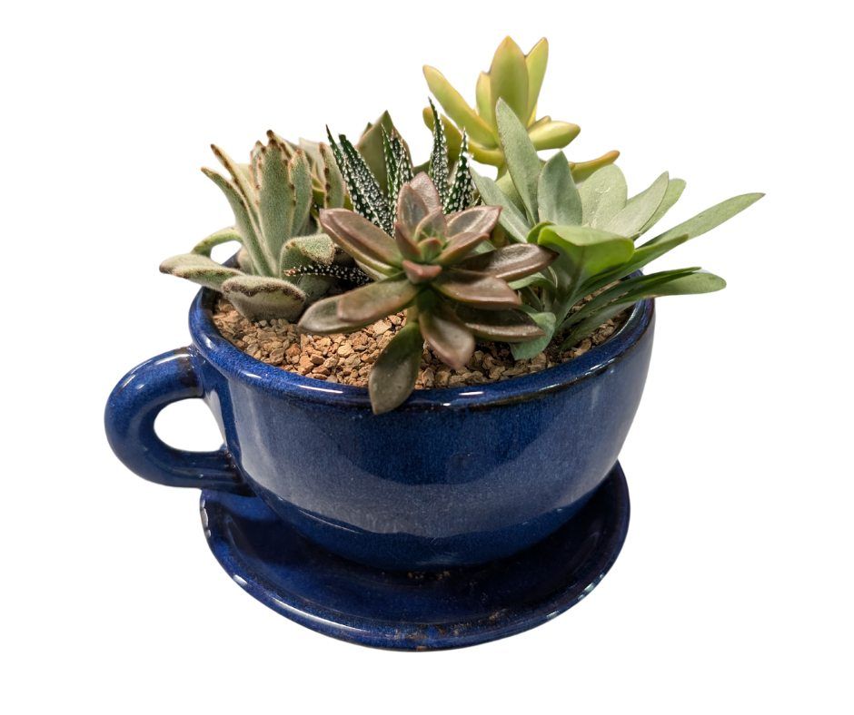 Succulent Coffee Cup Planter