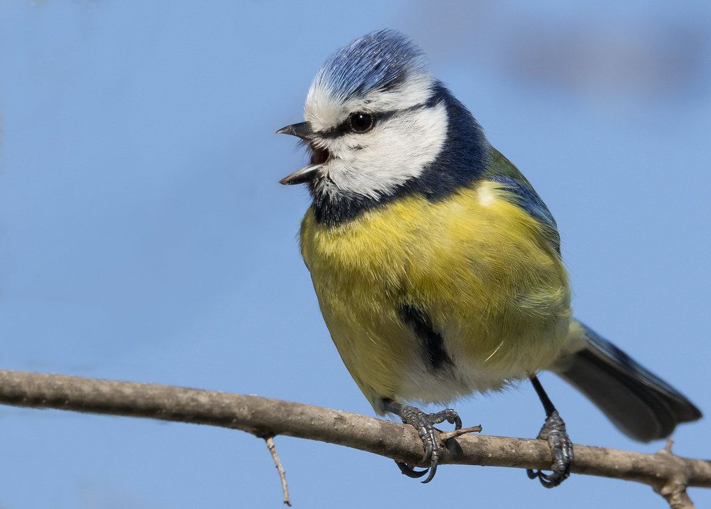 Bird songs and calls walk at Sutton Bingham