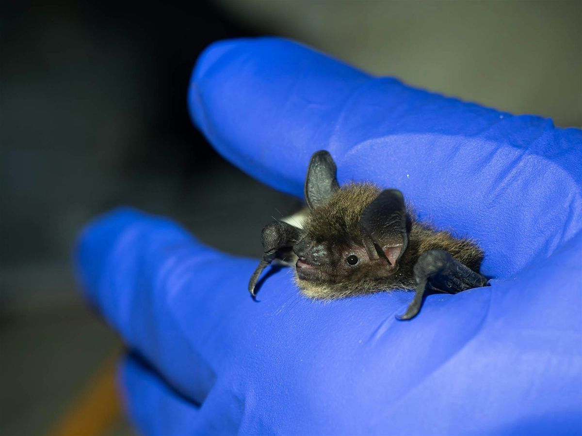 A Batty Adventure! Une aventure au cr\u00e9puscule!