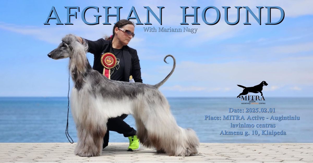 AFGHAN HOUND with Mariann Nagy