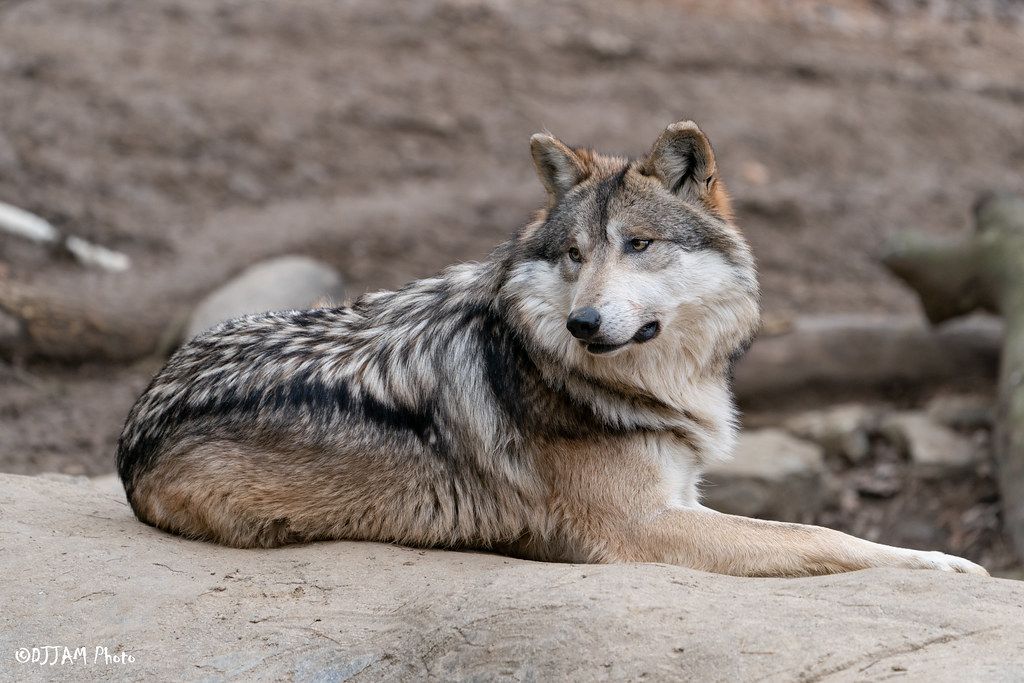 Barrows Lecture - Thinking Like A Wolf: Lessons From the Yellowstone Packs