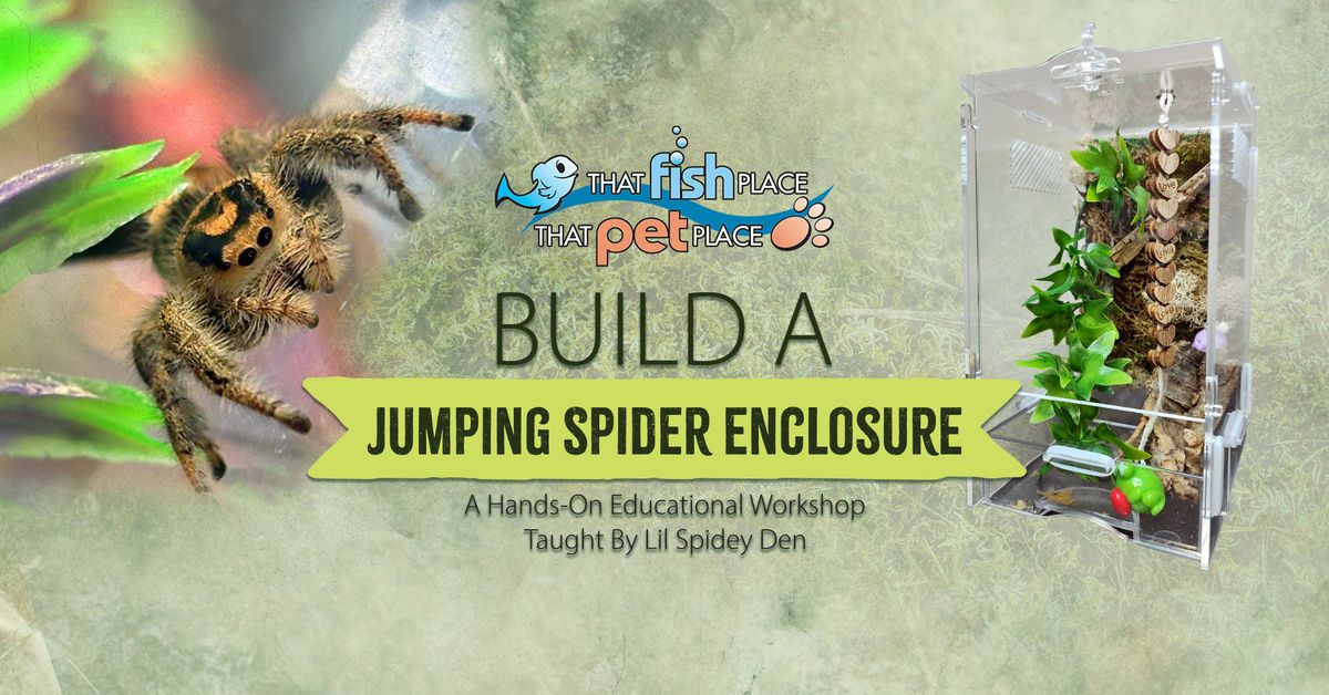 Build a Jumping Spider Enclosure