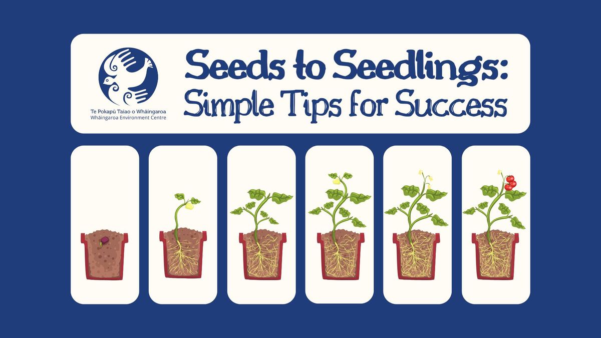 \ud83c\udf31 Seeds to Seedlings: Simple Tips for Success \ud83c\udf31