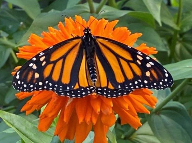Free Monarch Butterfly Talks at Pittock Mansion 