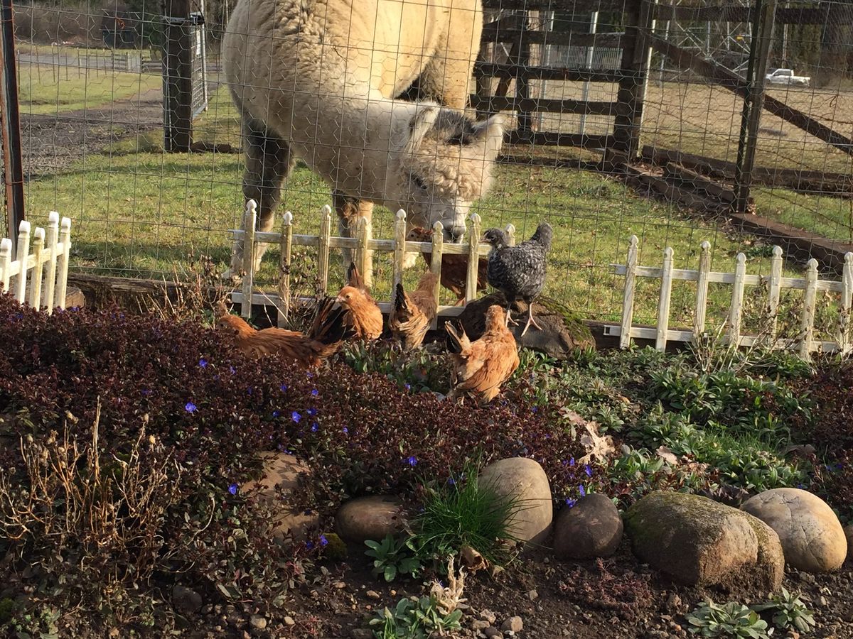 Alpaca Farm Days