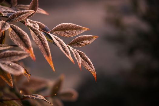 Creative Garden Photography - Exploring Light with Fall Color