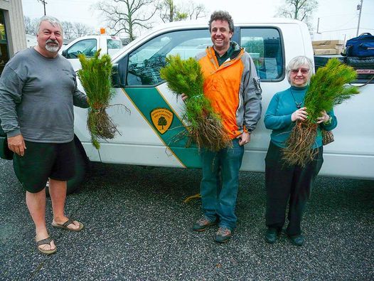 Free Tree Seedling Distribution