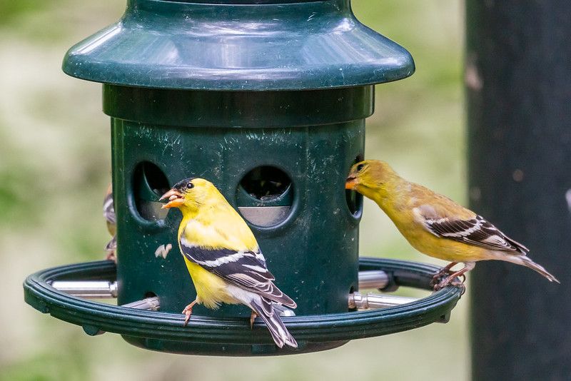 Birding 101: Morning Tweets and Tea