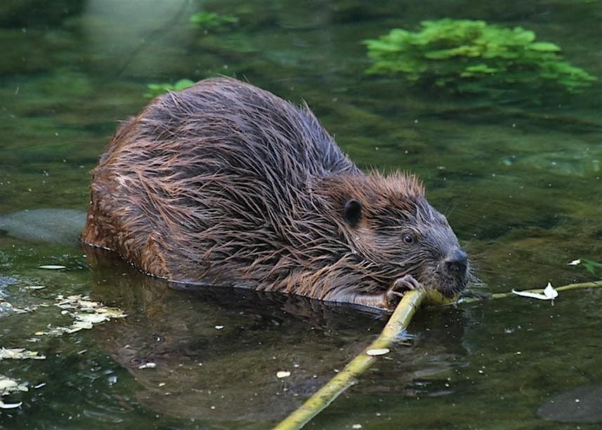 Leave it To Beaver? Beaver-Based Considerations for Restoration Workshop