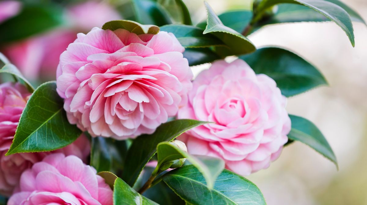 Virginia Camellia Society Show & Sale 