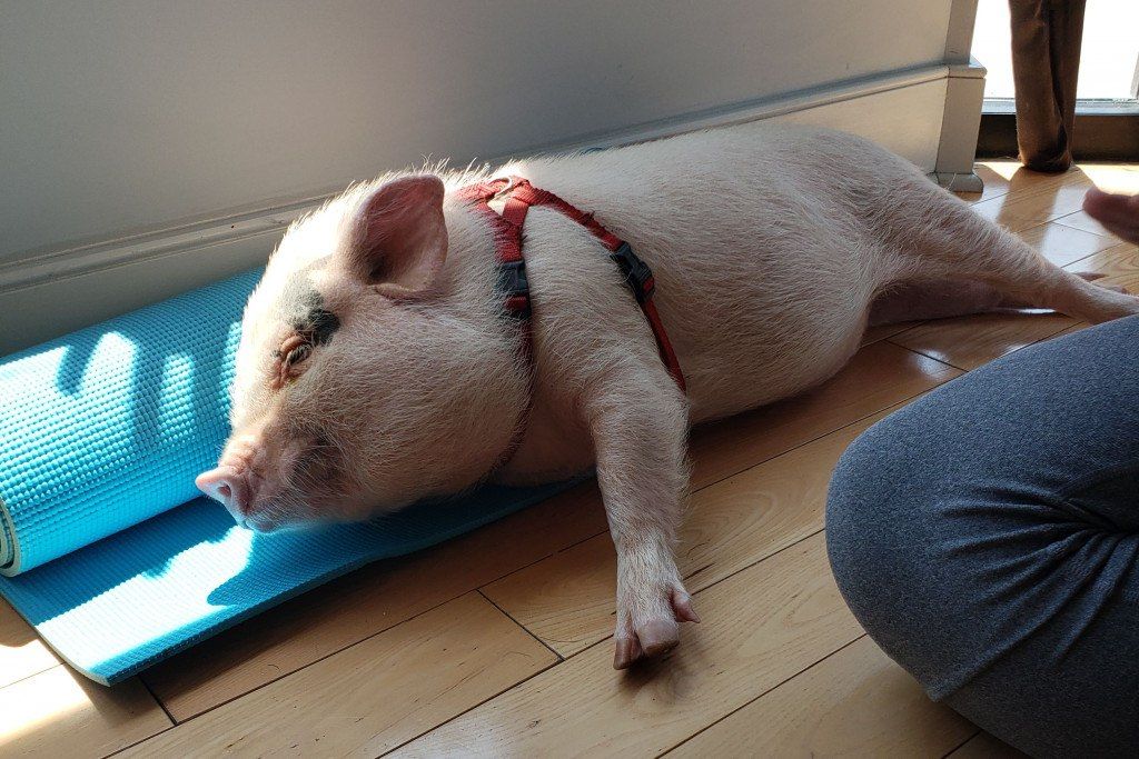 Yoga with Pigs!