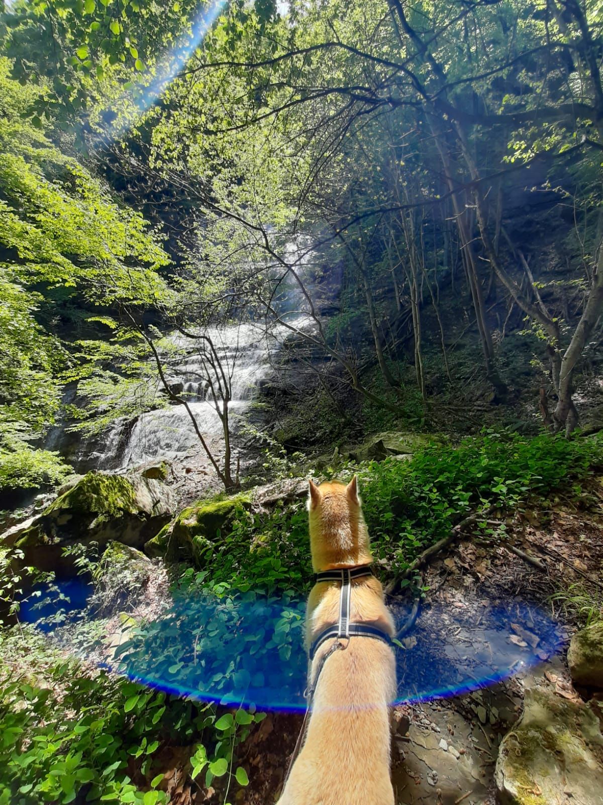  DOG HIKING Alla  Cascata Della Prata 