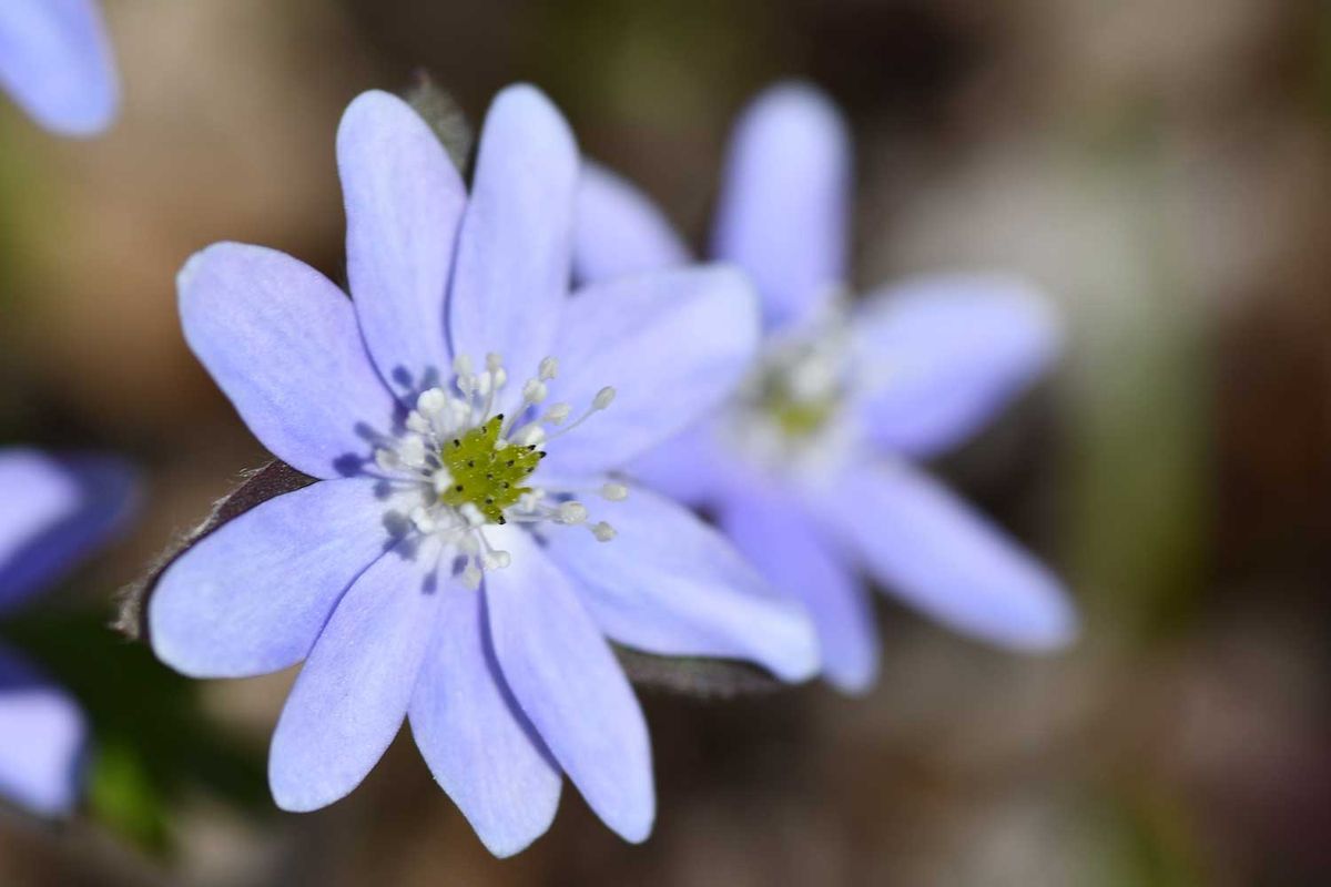 Earth Day at Thorn Creek: Woodland Wildflowers