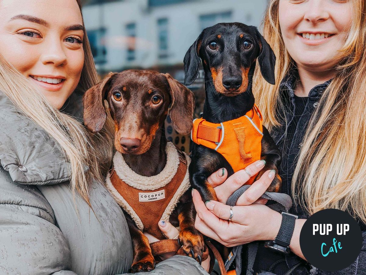 Dachshund Pop Up Cafe - Southend