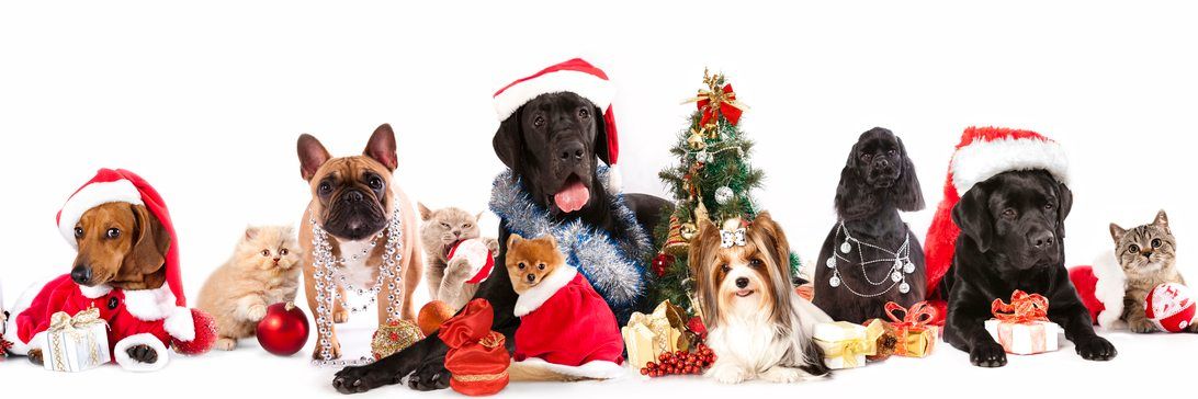 Howl-iday Party and Photos with Santa Paws