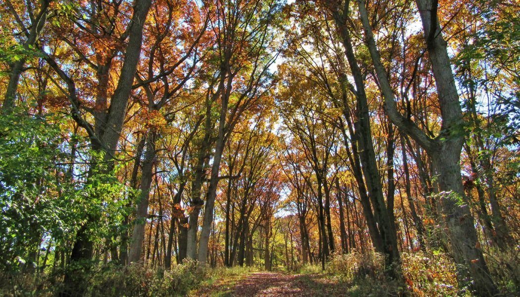 National native American Heritage Month History Walk @ Sauk Trail Woods