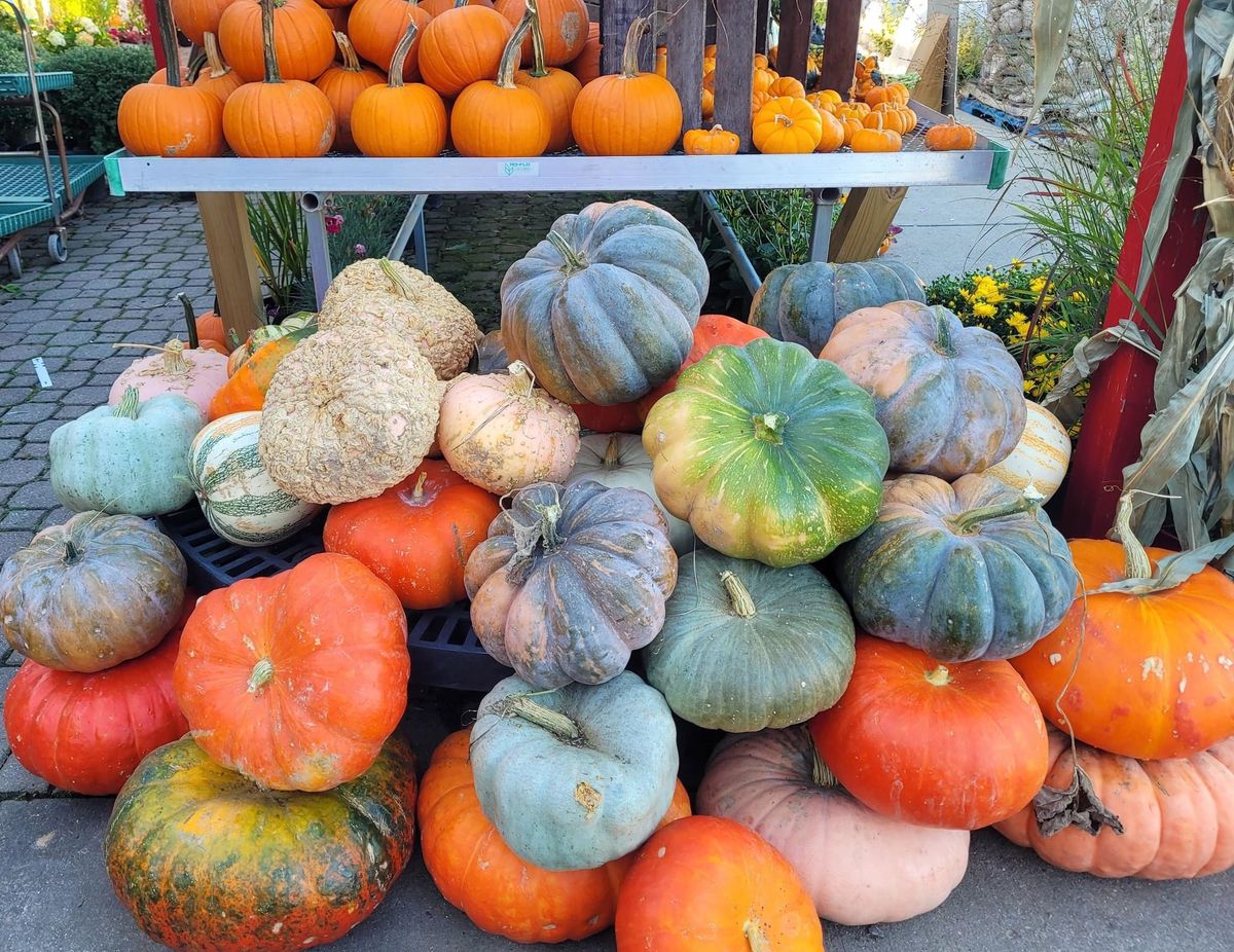 Make & Take - Pumpkin Planter Class