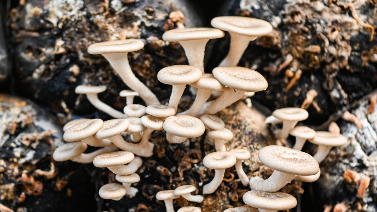 Growing Mushrooms at Home