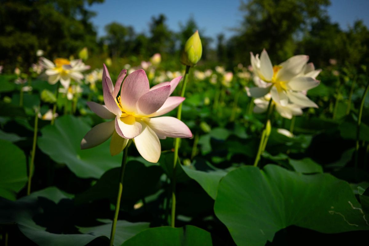 2024 Lotus & Water Lily Festival