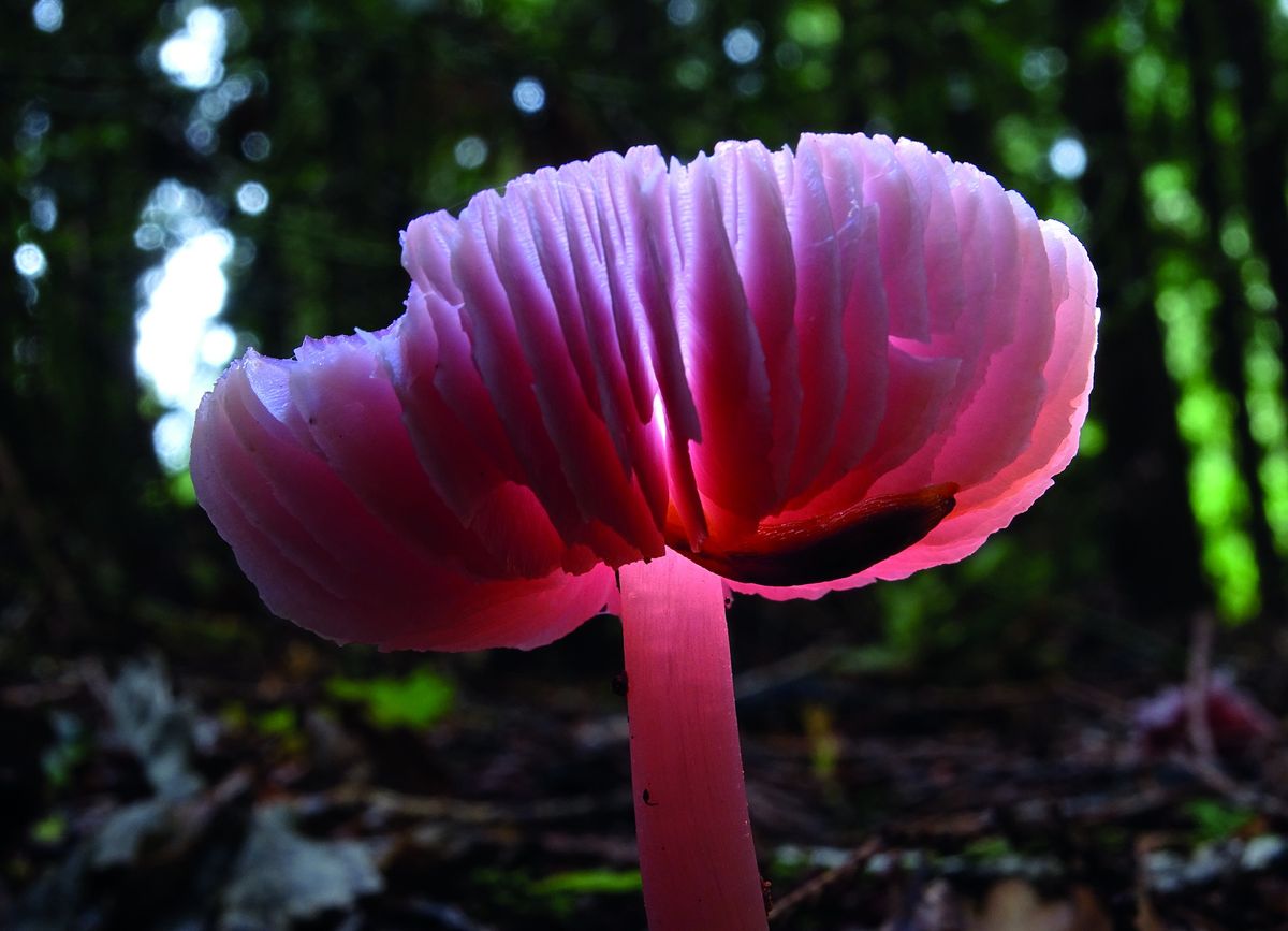 Fungi Festival