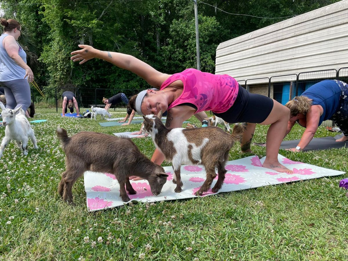 Goat Yoga Savannah