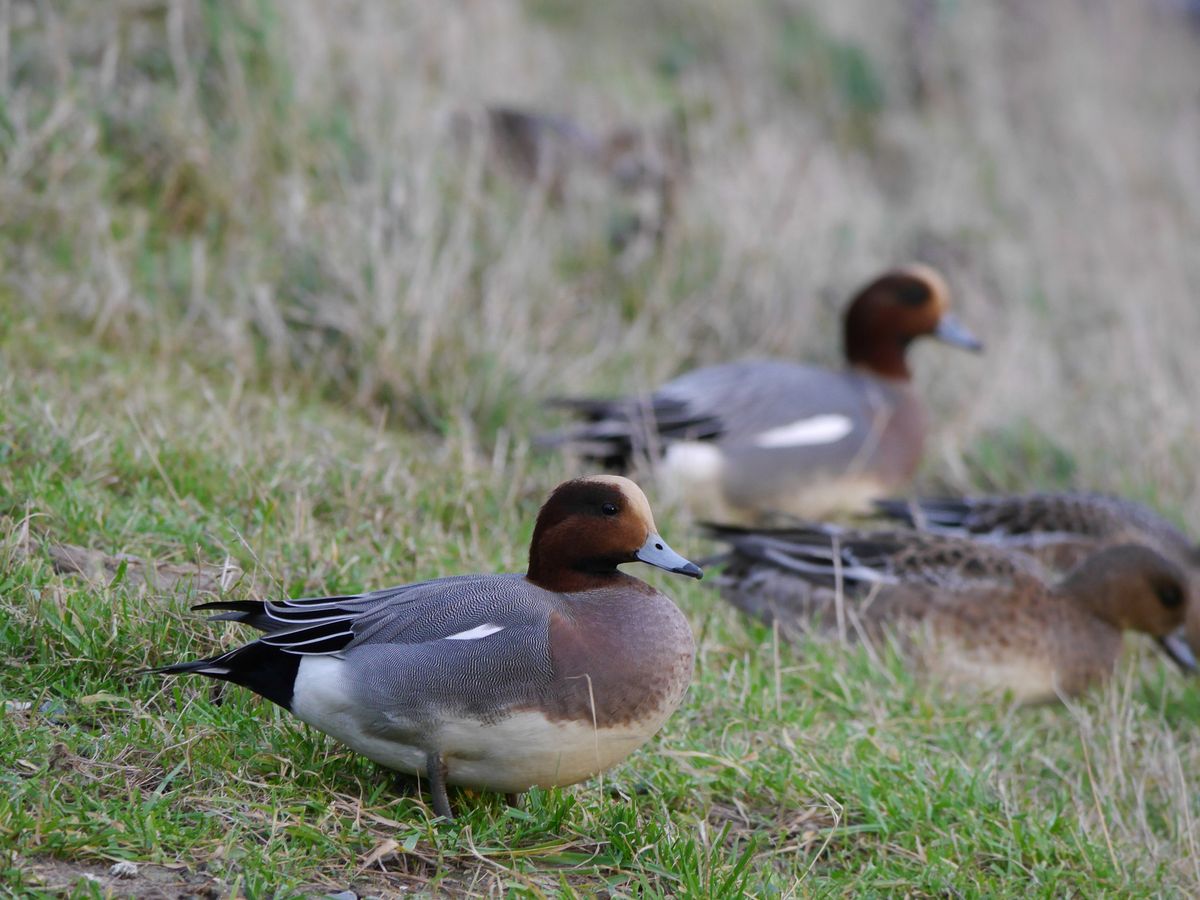 Field Trip - Mere Sands Wood and RSPB Marshside