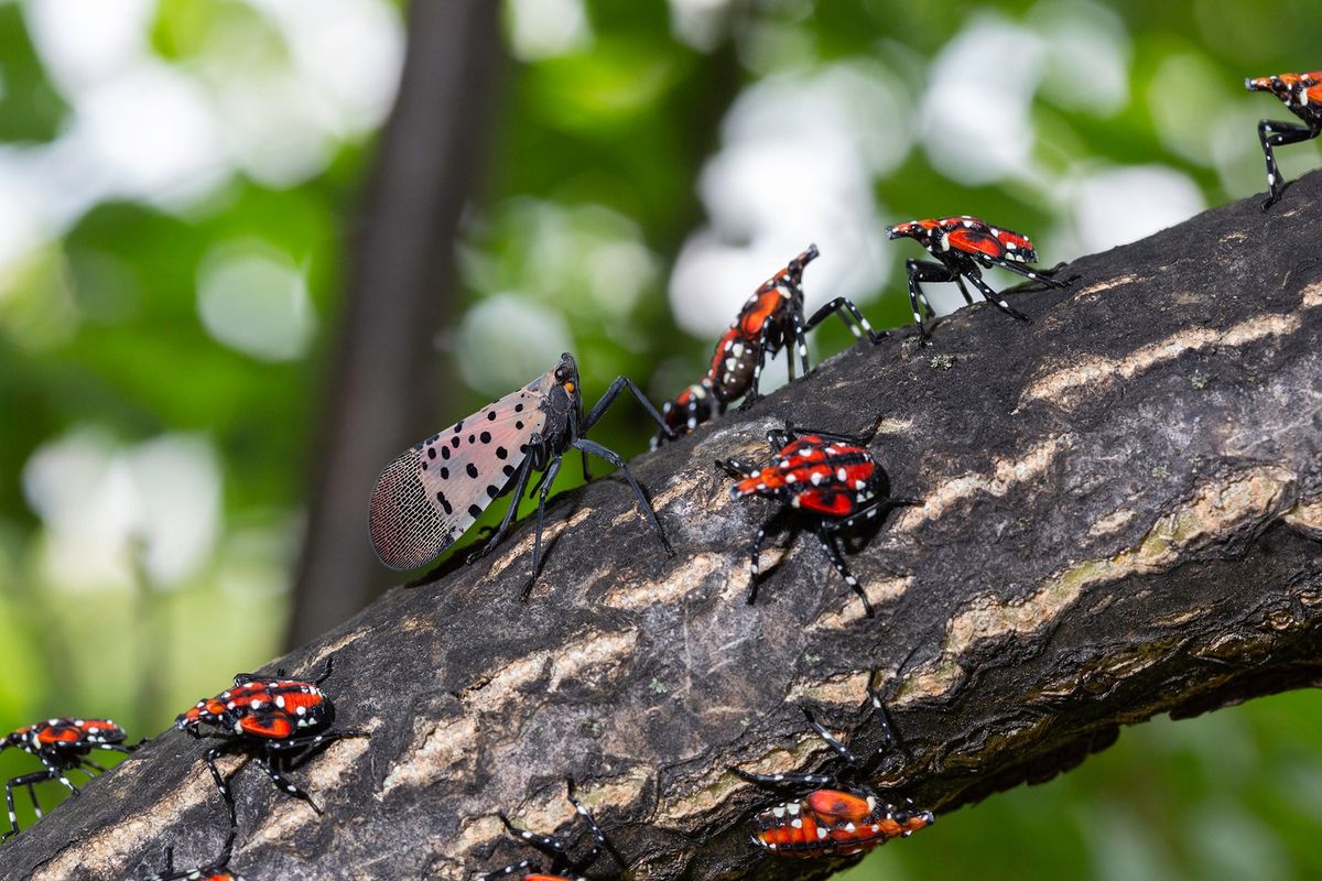 Monsters of the Metroparks