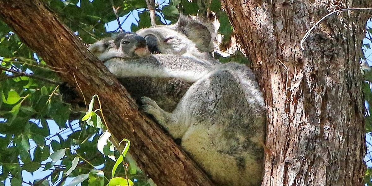 Koala Walk: Seniors Festival