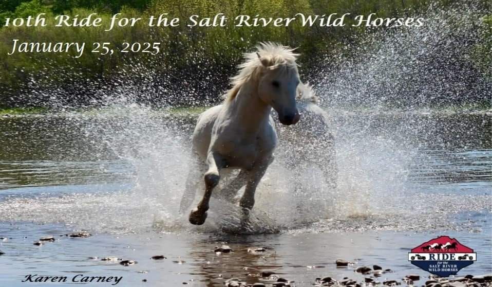 Salt River Wild Horse Run