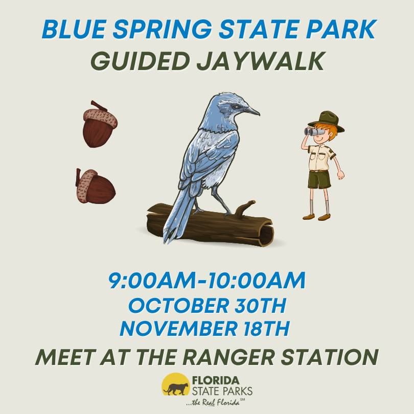 Blue Spring JayWalk 