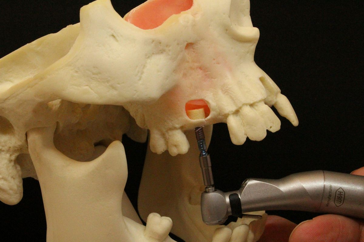 2 Days Bone Ring Technique, Sinuslift and Hands-on: Nov. 2024