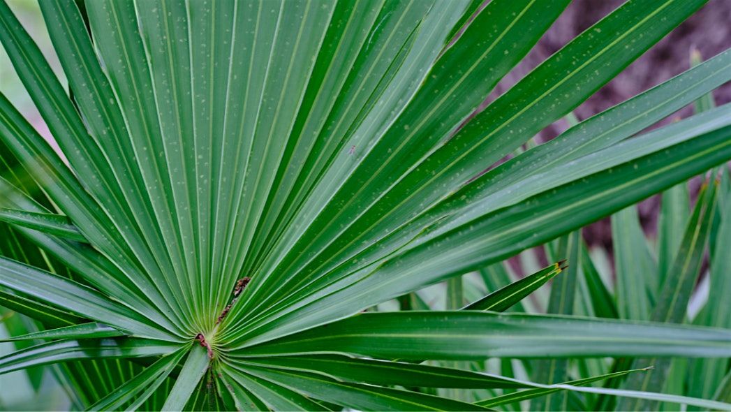 Plant Identification - Weeds & Florida Native Plants