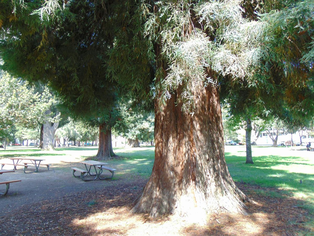 Fuller Park Tree Walk