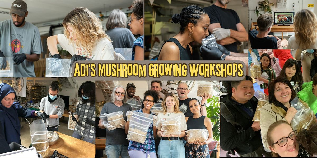 Learn how to grow your own delicious oyster mushrooms