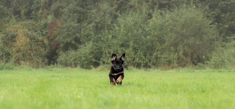 UK Sniffer dog Taster Session