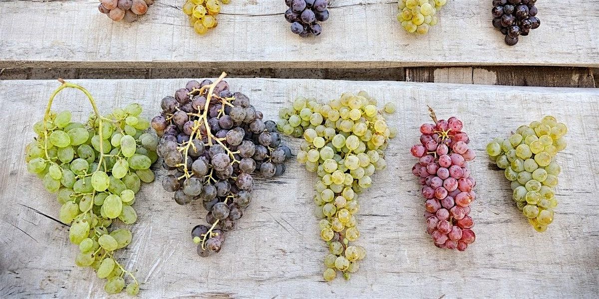 Wine 101: The Major  Grape Varietals and Wine Regions