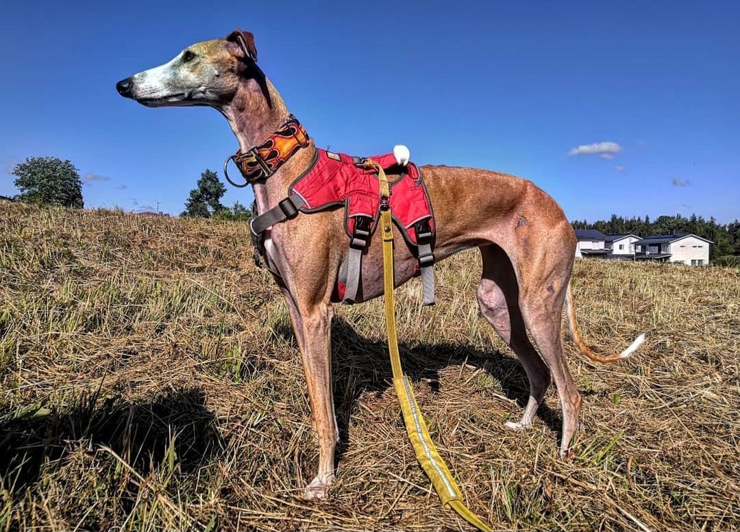 Galgos del Fenix -myym\u00e4l\u00e4ss\u00e4mme