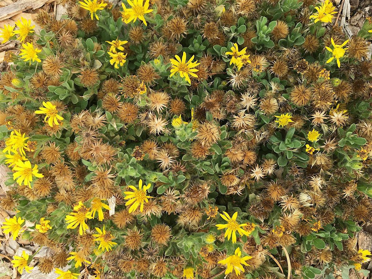 Native Plant Garden Volunteer Day at the Laguna Environmental Center